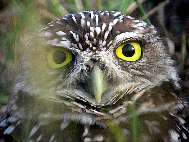 burrowing owl