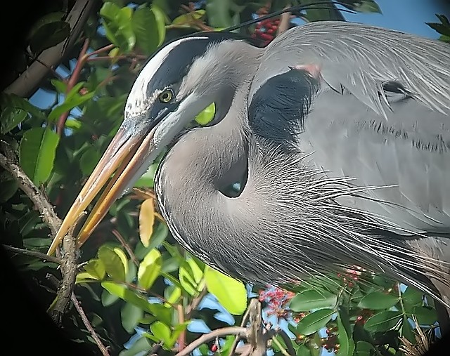 nest building great blue heron