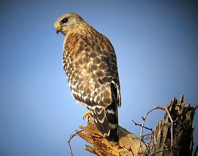 red shoulder hawk