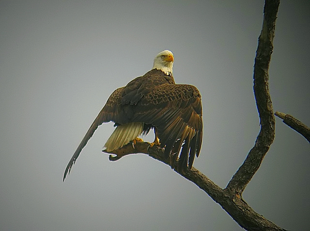 bald eagle