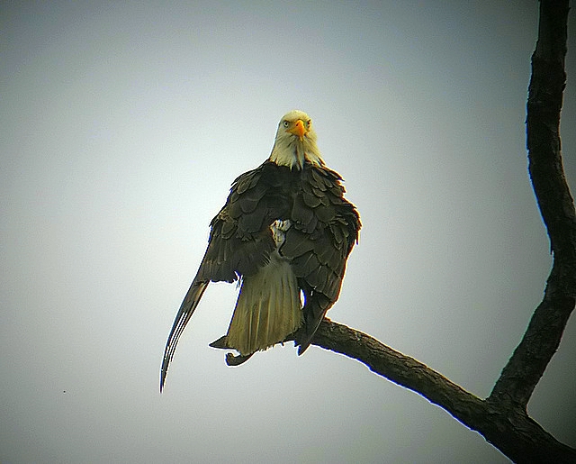 bald eagle