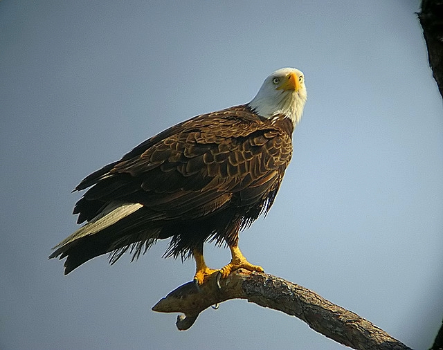 bald eagle