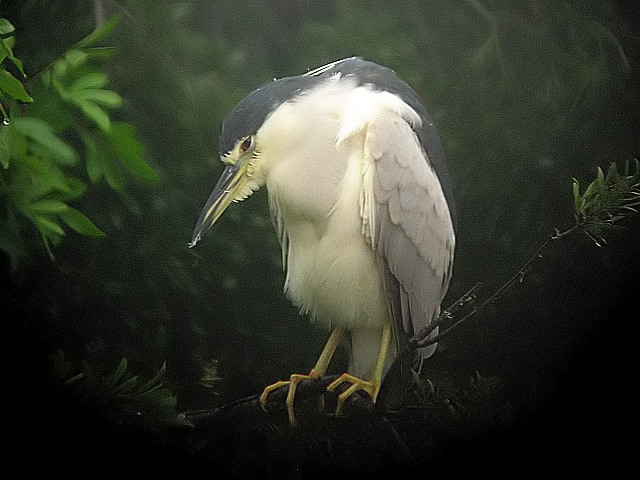 night heron