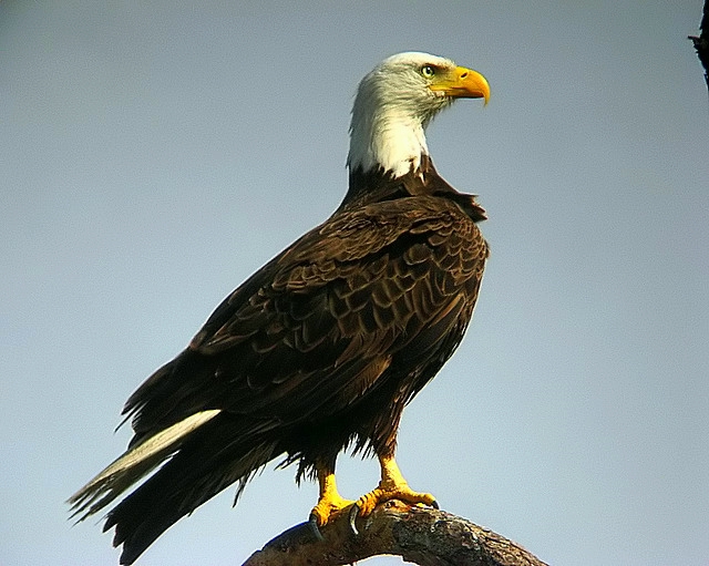 bald eagle