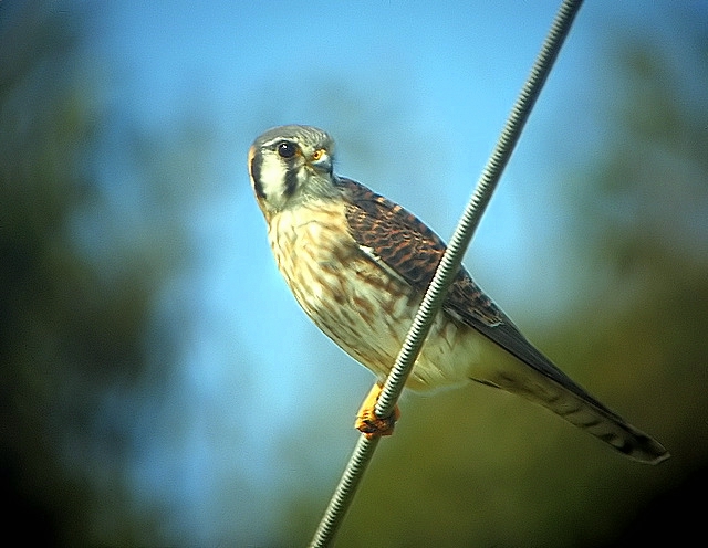 kestrel