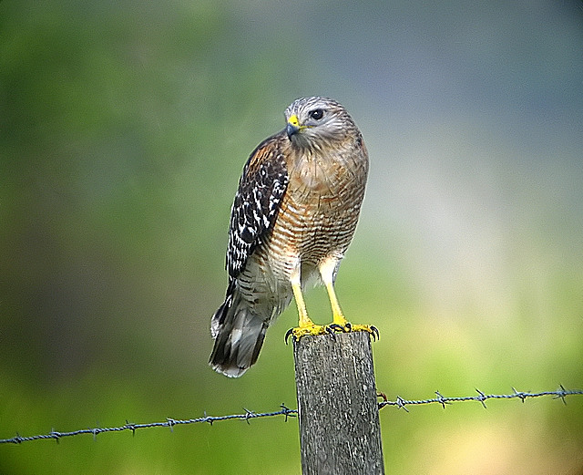red shoulder hawk