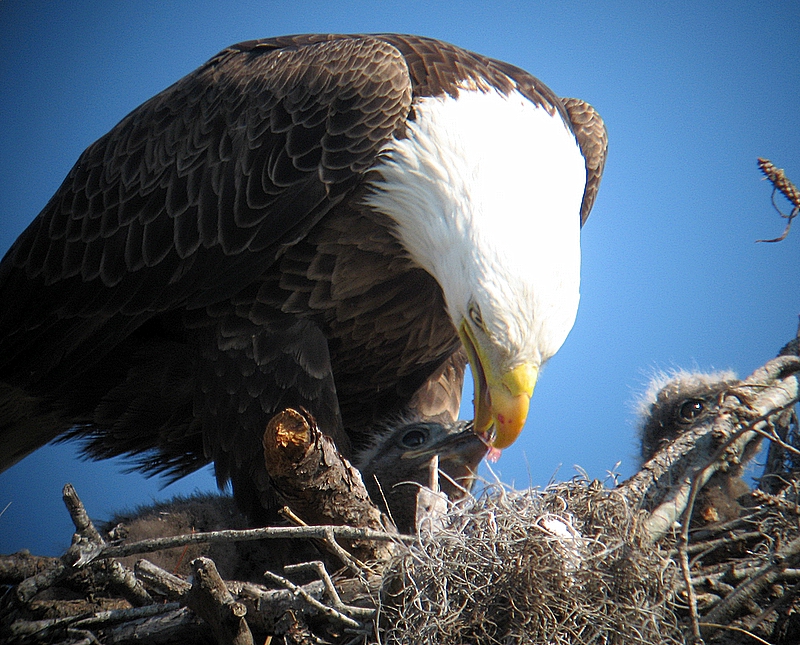 bald eagles