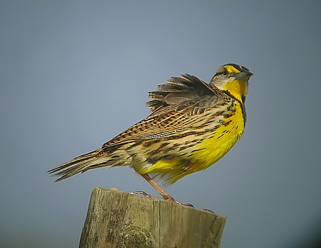 eastern meadowlark