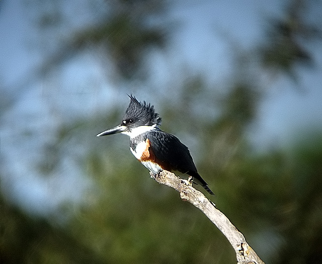 female belted kingfisher