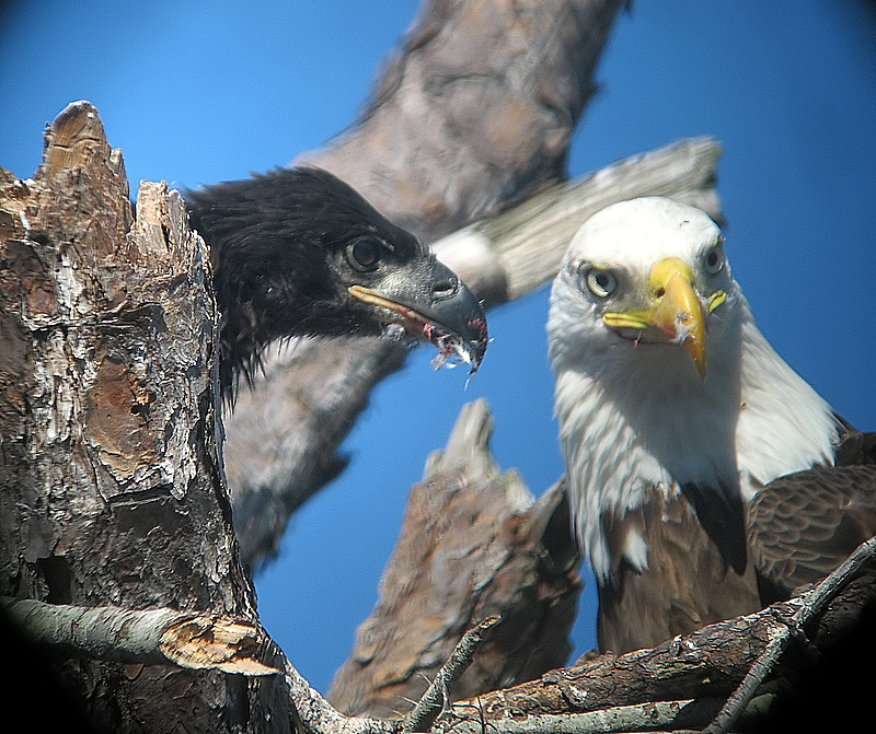 Adult & Juvenile Bald Eagle