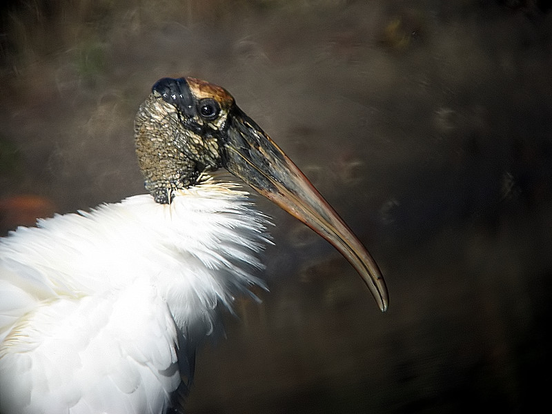 woodstork