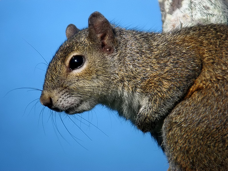 Squirrel
