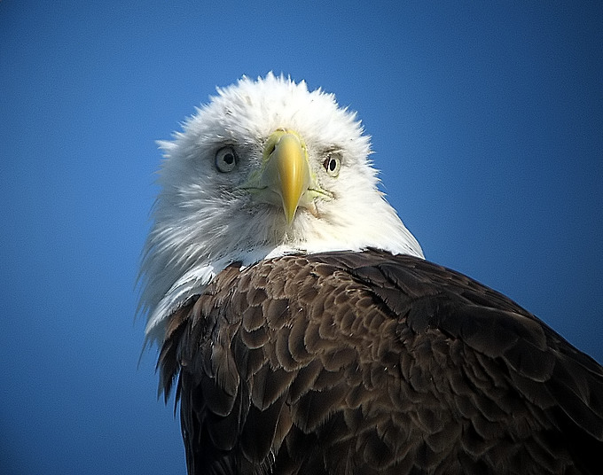 bald eagle