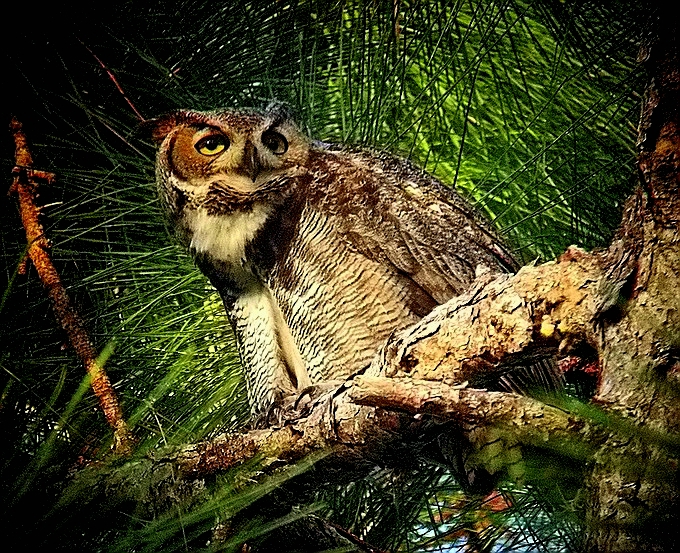 horned owl