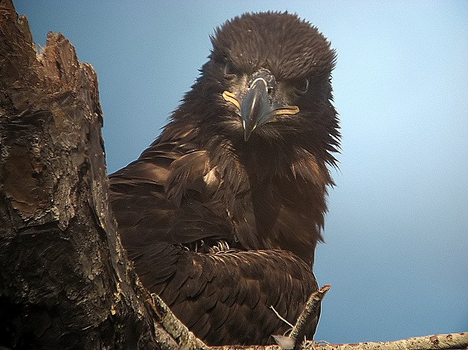 juvenille bald eagle