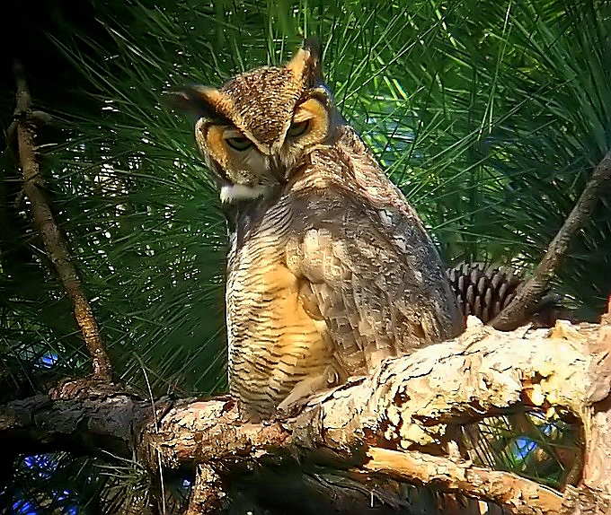 horned owl