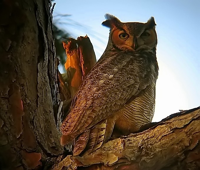 horned owl