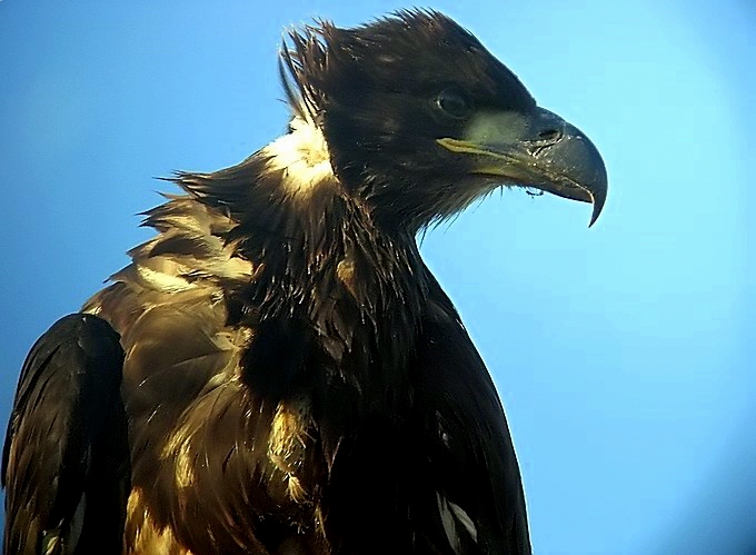 juvenille bald eagle