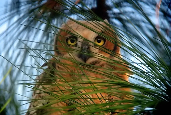 juvenille horned owl