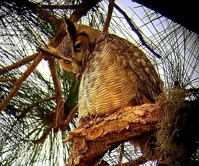 horned owl