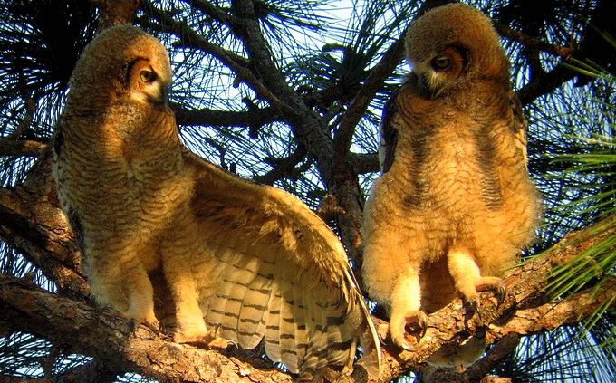 juvenille horned owls