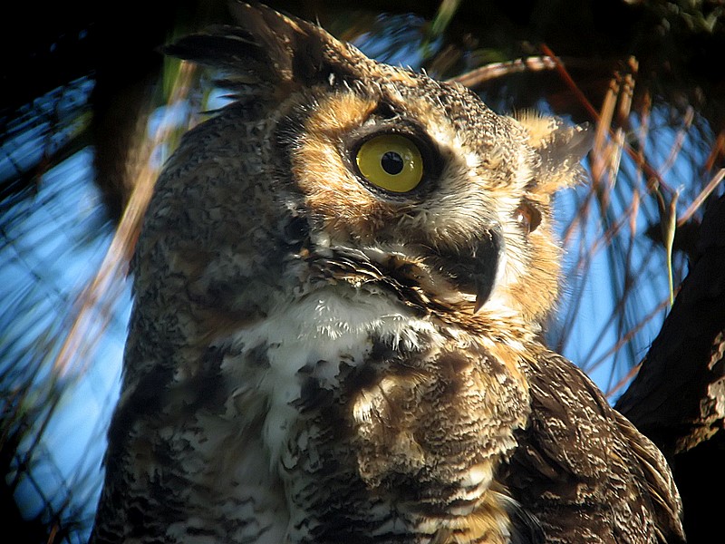 horned owl