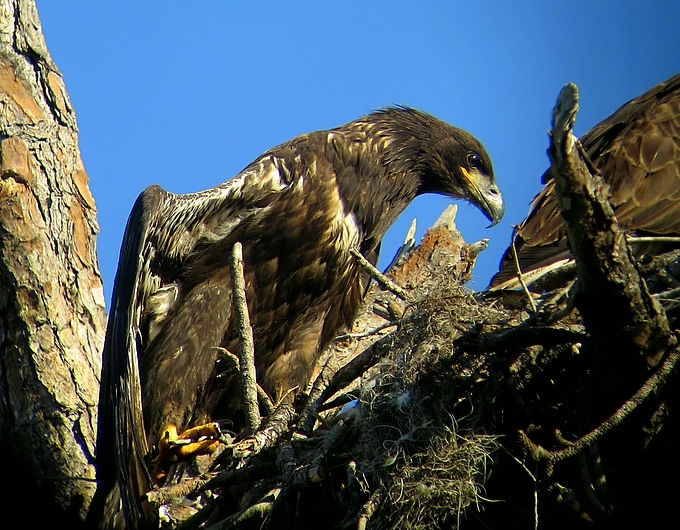 Juvenille Bald eagle