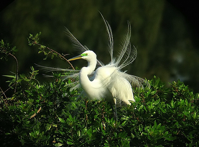 Great Egret