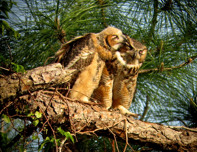 Owl snuzzle time