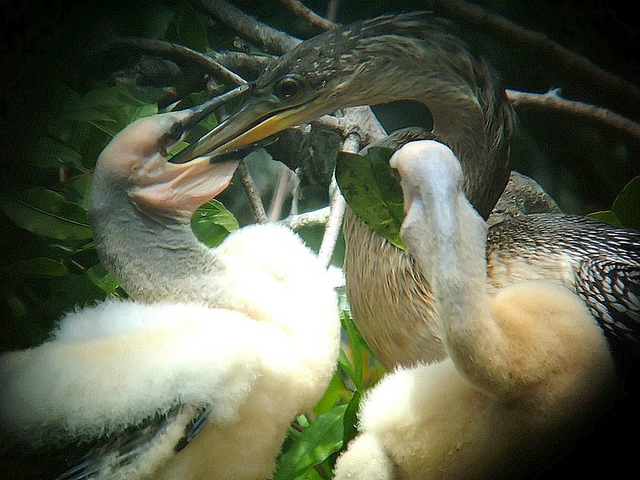 Ahinga Feeding