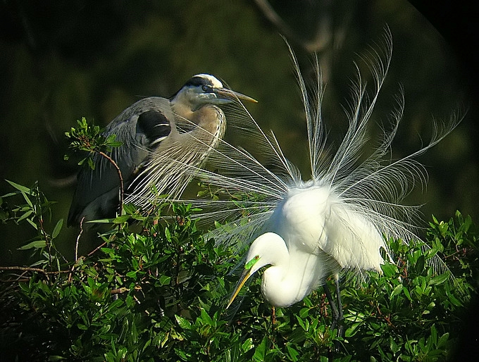 Great Egret & Great Blue Heron