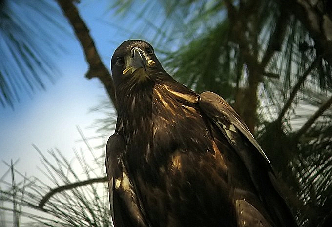 Fully Fledged Juvenille Eagle