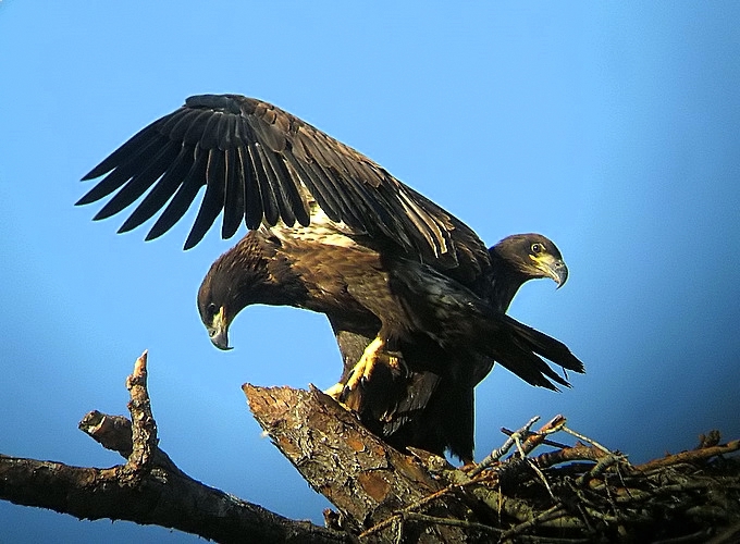 Sibling Bald Eagles