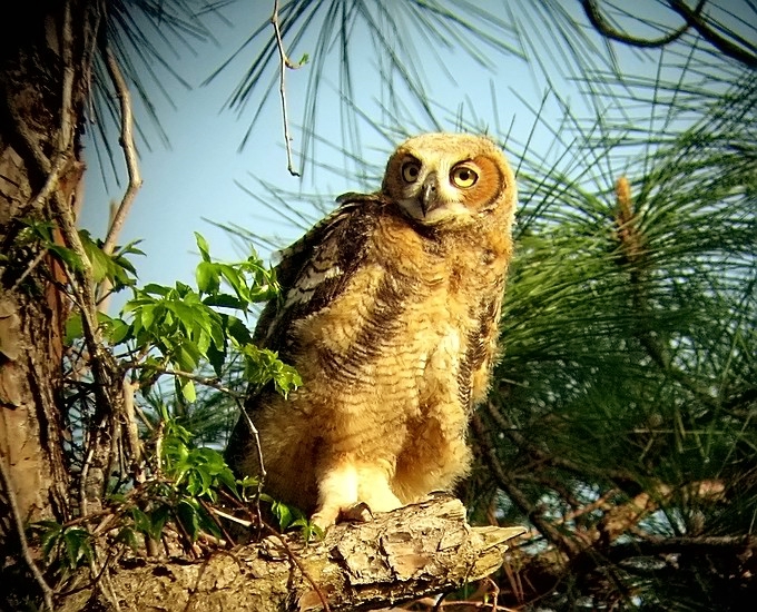 Juvenille Horned Owl