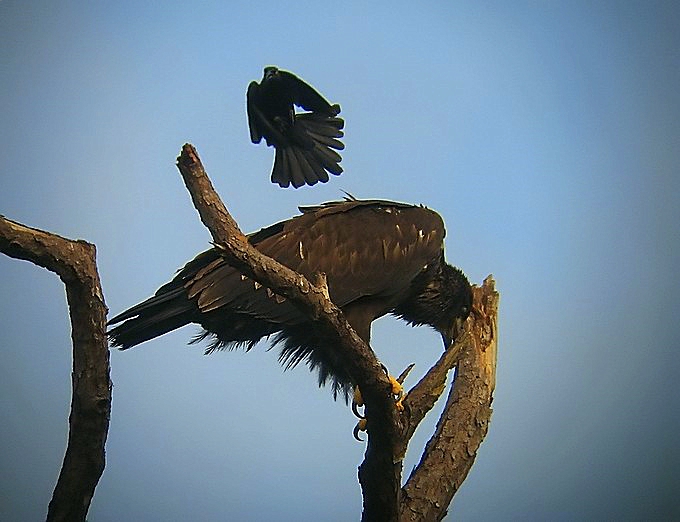 Grackle attack