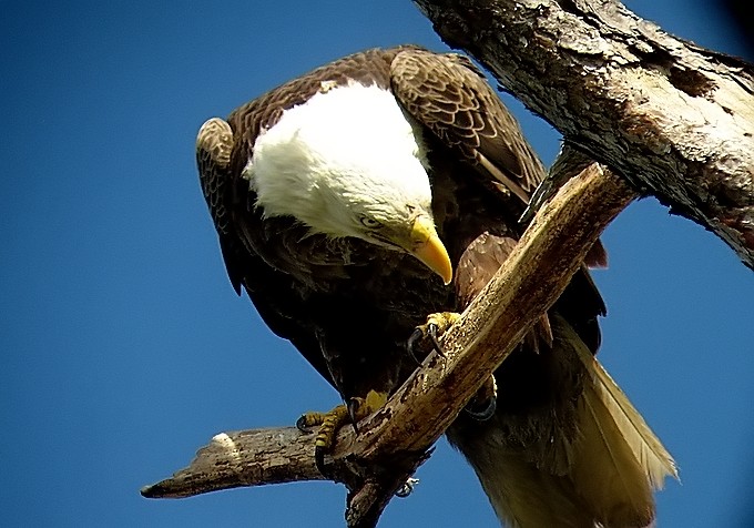 Bald eagle
