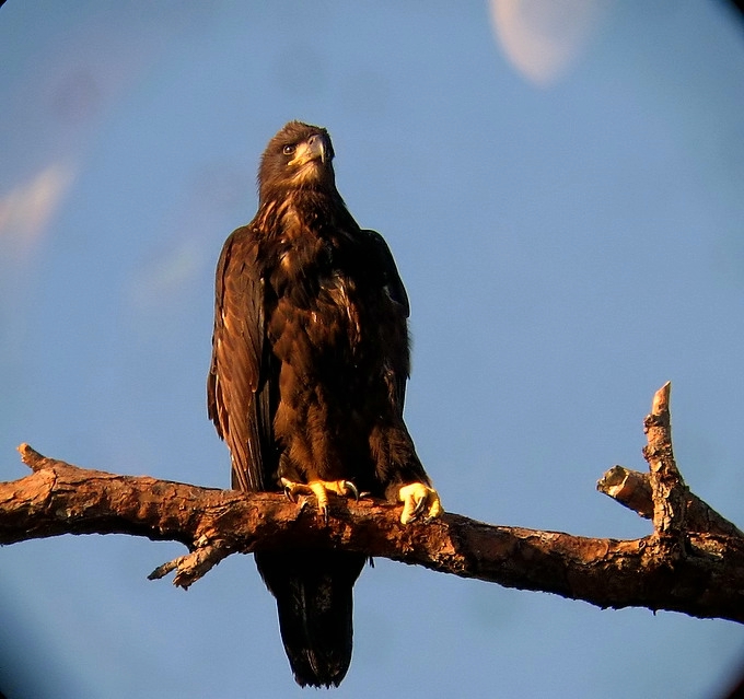 Juvenille Bald eagle