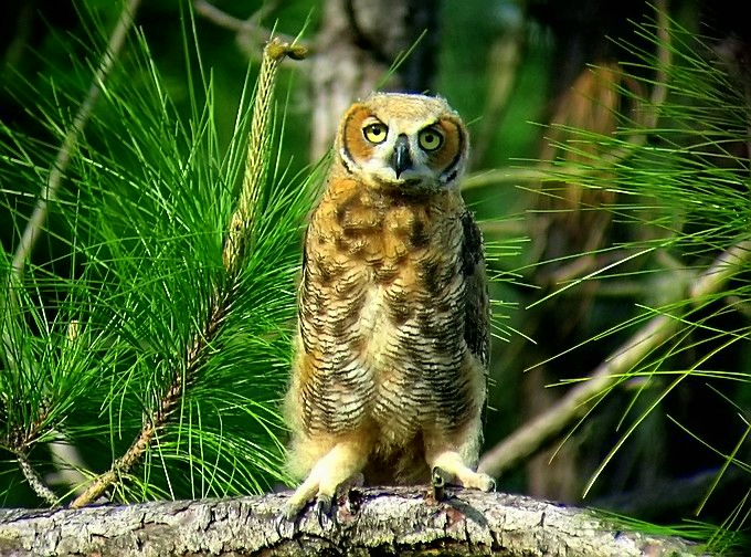 Young Horned Owl
