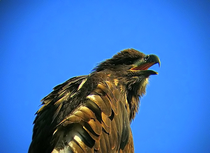 Young Bald Eagle
