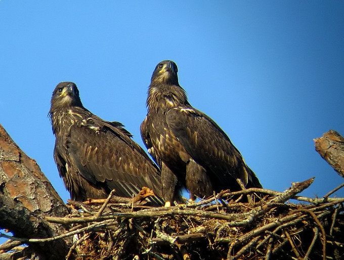 Both Juvenilles
