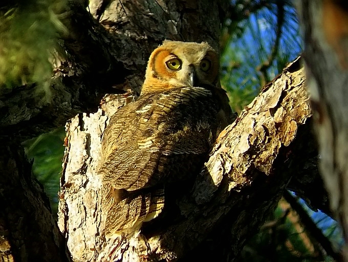 Young Owl