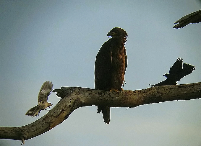 Cordinated mockingbird/grackle attack
