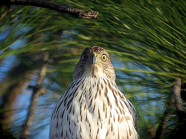Red Tail Hawk
