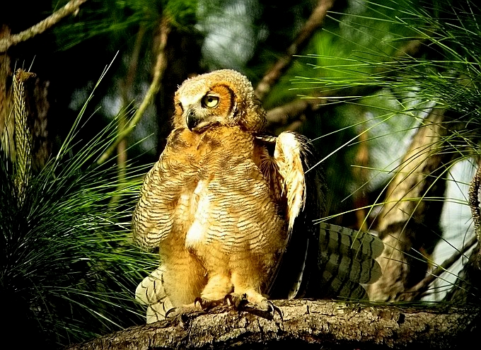 horned owl