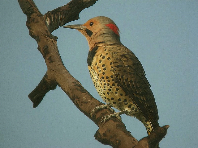flicker
