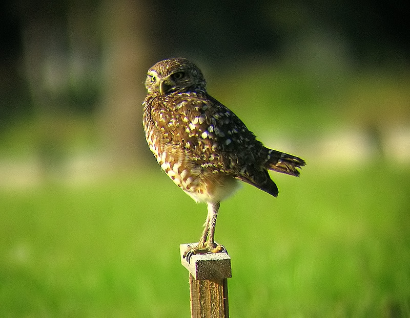 burrowing owl