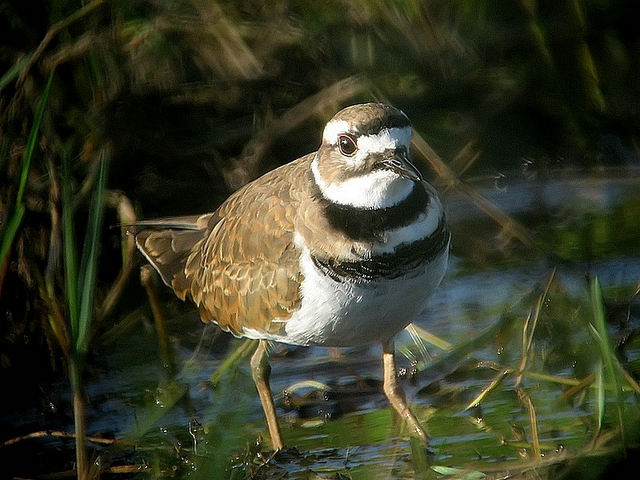 Killdeer