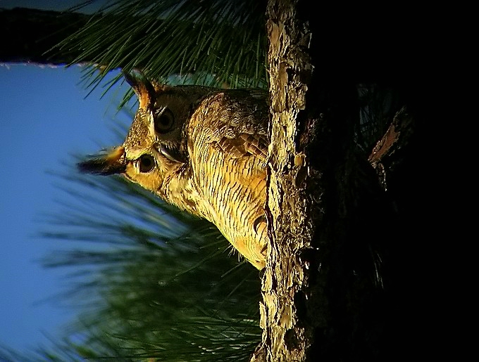 horned owl