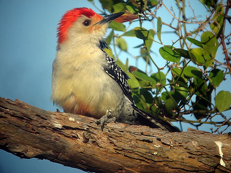 Red Bellie Woodpecker