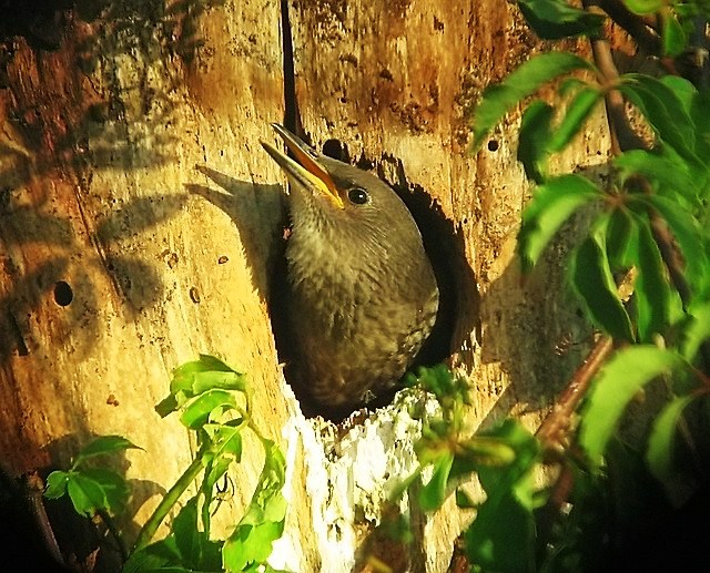 Baby starling